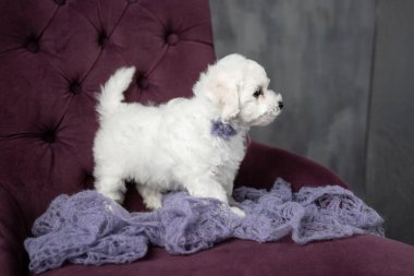 Küçük beyaz köpek yavrusu Bichon Frize sandalyede oturuyor. Yukarı bakıyorum. Boşluğu kopyala