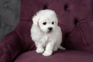 Küçük beyaz köpek yavrusu Bichon Frize sandalyede oturuyor. Yukarı bakıyorum. Boşluğu kopyala