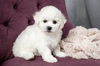 Küçük beyaz köpek yavrusu Bichon Frize sandalyede oturuyor. Yukarı bakıyorum. Boşluğu kopyala
