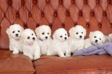 six little small white puppy Bichon Frize on a sofa. looking up. copy space clipart