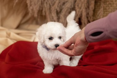 Küçük beyaz Bichon Frize köpek yavruları yerde kırmızı bir bez üzerinde duruyor. Başka tarafa bak. yazıtlar için yer