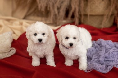 İki küçük beyaz Bichon Frize köpek yavrusu yerde kırmızı bir bez üzerinde duruyor. Başka tarafa bak. yazıtlar için yer
