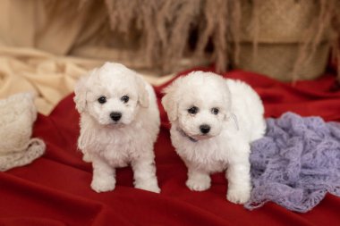 Two little white Bichon Frize dog puppies stand on red cloth on the floor. look away. place for inscription clipart