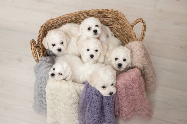 6 cute little white Bichon Frize puppies are sitting in a beige basket. look into the frame. place for inscription clipart