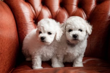 İki küçük beyaz Bichon Frize köpek yavrusu yerde kırmızı bir bez üzerinde duruyor. Başka tarafa bak. yazıtlar için yer
