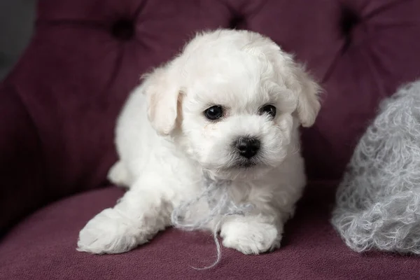 Pequeno cachorrinho branco Bichon Frize em uma cadeira. a olhar para cima. espaço de cópia — Fotografia de Stock