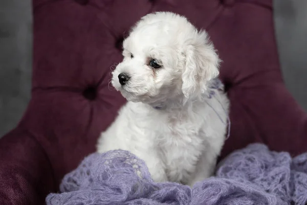 Küçük beyaz köpek yavrusu Bichon Frize sandalyede oturuyor. Yukarı bakıyorum. Boşluğu kopyala — Stok fotoğraf