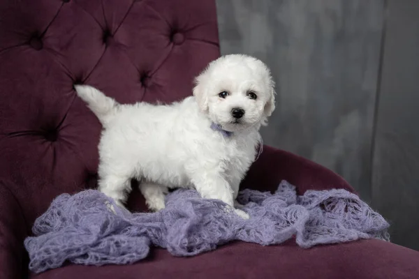 Kleine witte puppy Bichon Frize op een stoel. Ik kijk omhoog. kopieerruimte — Stockfoto