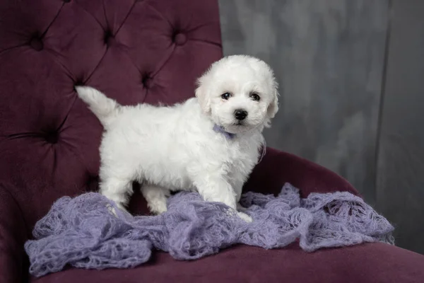 Küçük beyaz köpek yavrusu Bichon Frize sandalyede oturuyor. Yukarı bakıyorum. Boşluğu kopyala