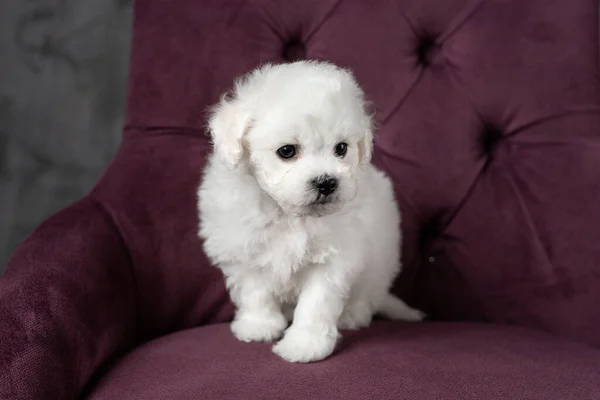 Pequeno cachorrinho branco Bichon Frize em uma cadeira. a olhar para cima. espaço de cópia — Fotografia de Stock
