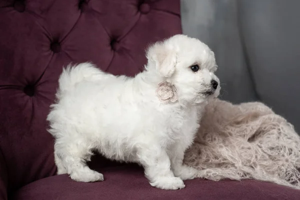 Pequeno cachorrinho branco Bichon Frize em uma cadeira. a olhar para cima. espaço de cópia — Fotografia de Stock