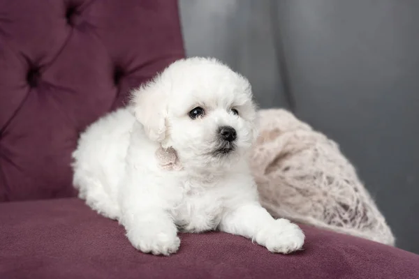 Küçük beyaz köpek yavrusu Bichon Frize sandalyede oturuyor. Yukarı bakıyorum. Boşluğu kopyala — Stok fotoğraf