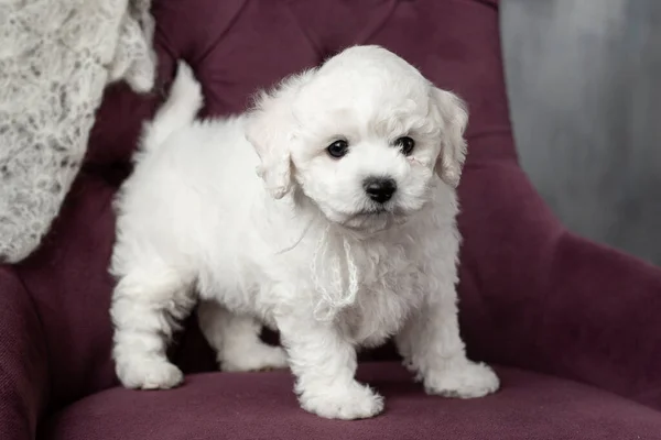 Pequeno cachorrinho branco Bichon Frize em uma cadeira. a olhar para cima. espaço de cópia — Fotografia de Stock