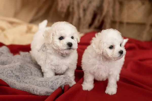 两只白色的比雄冷狗小狗站在地板上的红布上。往一边看供登记的地方 — 图库照片