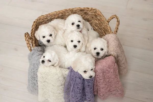 6 süße kleine weiße Bichon Frize Welpen sitzen in einem beigen Korb. Blick in den Rahmen. Platz für die Inschrift — Stockfoto