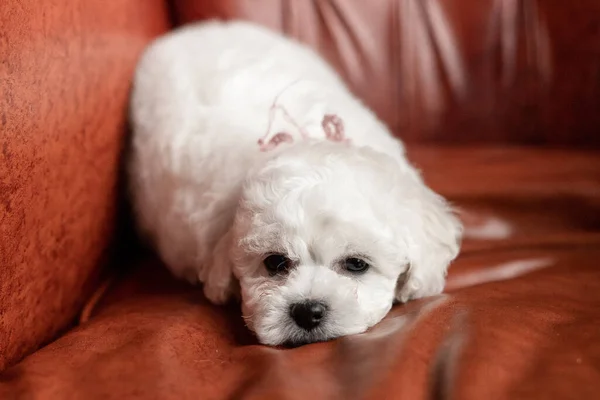 Kleine witte puppy Bichon Frize op een stoel. Ik kijk omhoog. kopieerruimte — Stockfoto