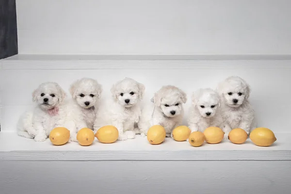 Bichon Frize köpeklerinin altı sevimli beyaz köpek yavrusu beyaz bir arka planda limonlarla oturuyorlar. Çerçeveye bak.