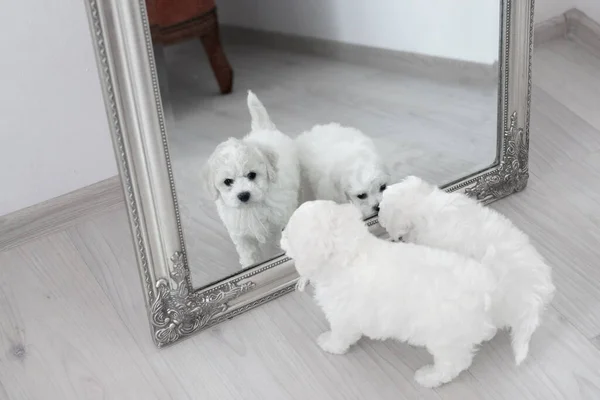 2 małe białe szczeniaki Bichon Frize patrzą w lustro. Spójrz w ramkę. przestrzeń kopiowania — Zdjęcie stockowe