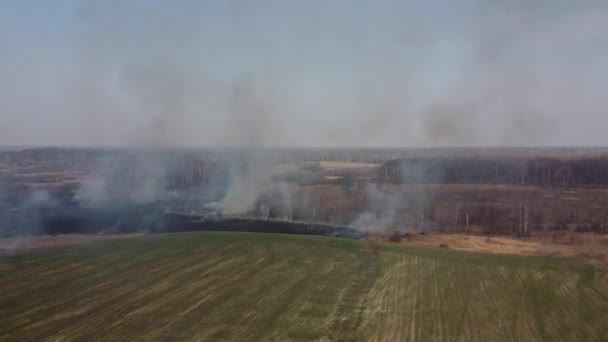 Feu Forêt Champ Brûlures Herbe Sèche Catastrophe Naturelle Vue Aérienne — Video