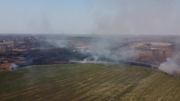 Incendi Boschivi Campi Brucia Erba Secca Disastro Naturale Vista Aerea — Video Stock