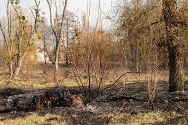 Ormandaki yangının yarattığı hasar. Kuru ve siyah ağacın bir parçası. Çevreye ve doğaya zarar