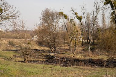 Yangından sonra orman. Çimenlerin bir kısmı yanmış. Toprak ıssız topraklar siyahtır. Kuru ve siyah çimenler ve dallar