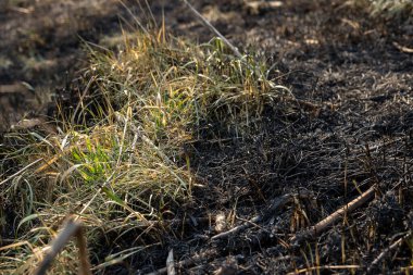 Siyah ve yanmış otların arasında yeşil ve sarı çim suları. Ateş üstüne çimen.