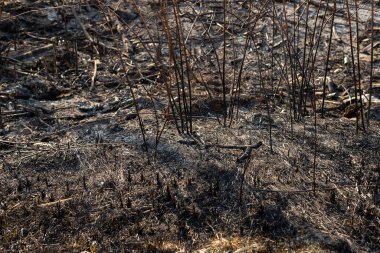 Ateşten sonra kara toprakta genç ağaçlar yetişir. Kuru ve yanmış çimenler ve dallar