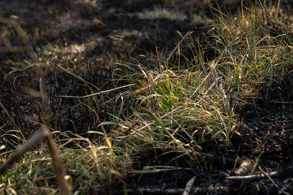 Groen Geel Gras Close Tussen Verbrand Gras Zwarte Droge Aarde — Stockfoto