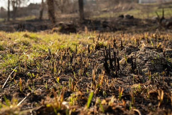 Young grass grow on earth after fire. Green and burned grass in forest
