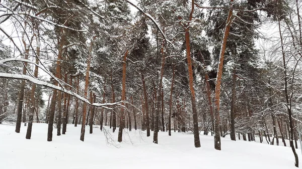 Parc en hiver sous la neige — Photo