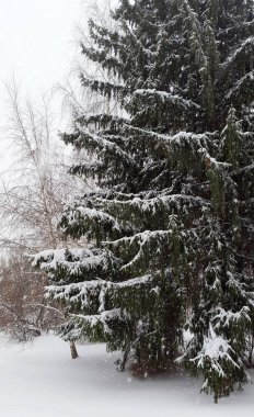 Kışın büyük bir köknar ağacı