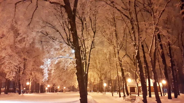 Ramos brancos de árvores no parque - Kharkiv em janeiro 2017 — Fotografia de Stock