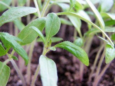 küçük domates bitkileri fidan