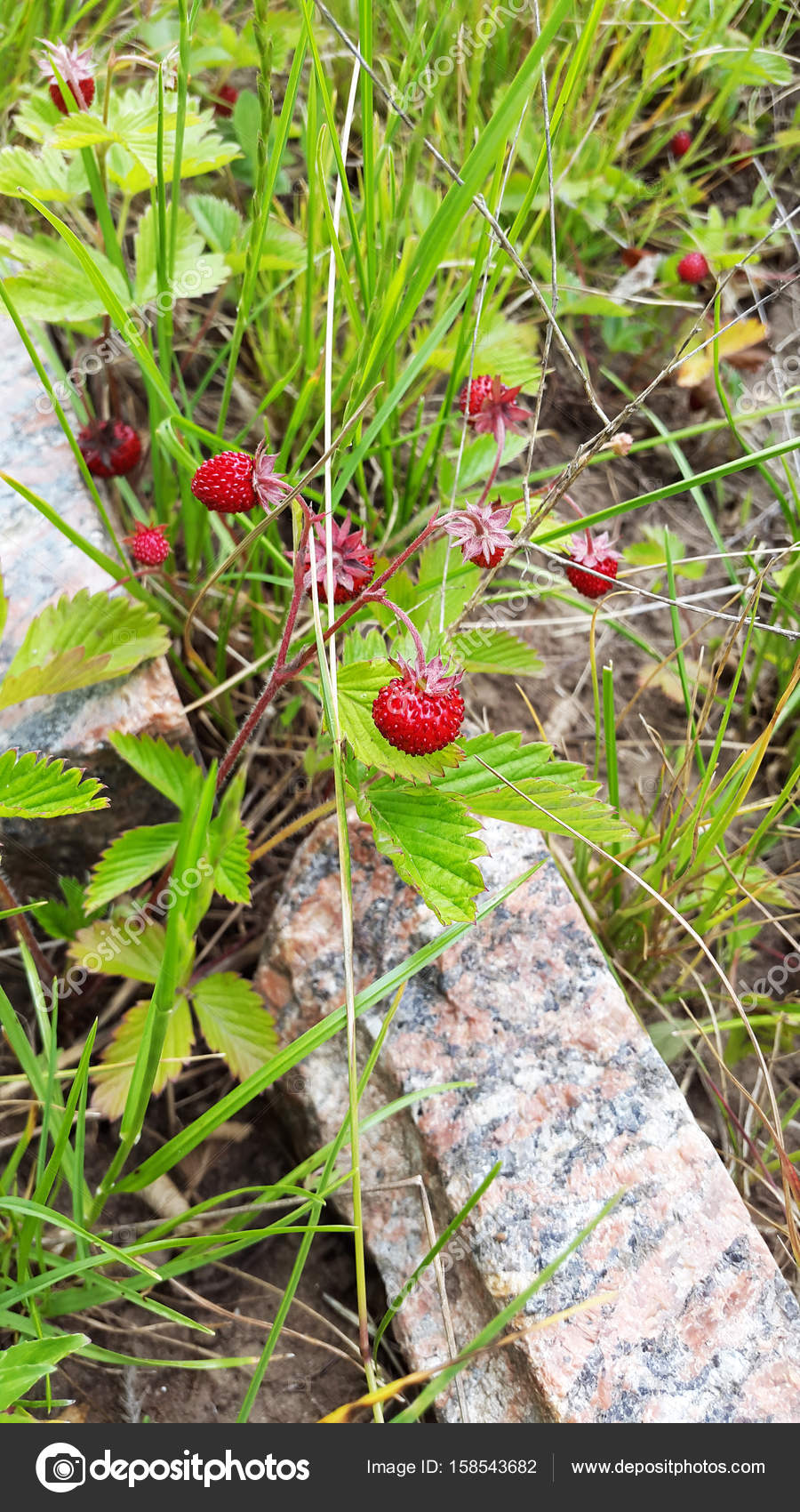 Small Berries Of Red Strawberries In Garden Stock Photo C Olena