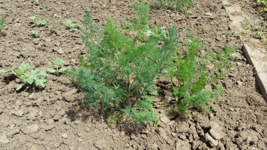 Yaz Garden'da dereotu