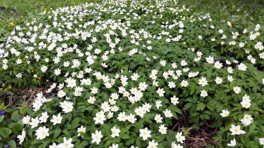 Anemon çiçeği nemorosa - ahşap anemone bahar ormanda çiçek açar