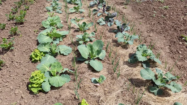 Yaz aylarında Bahçe - lahana ve yeşil soğan