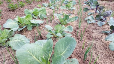 sebze bahçesi yaz, lahana ve yeşil soğan