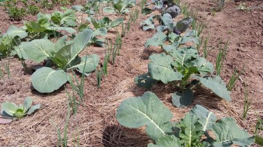 sebzeler - lahana ve yeşil soğan 