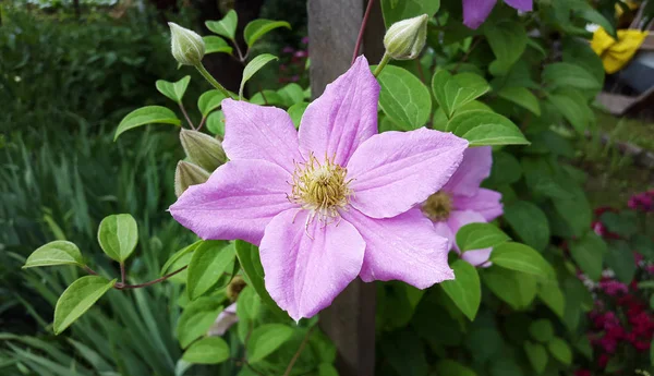 Clematis - flor lilás no jardim — Fotografia de Stock