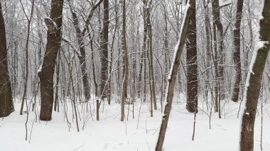 Ukrayna ormanında kış
