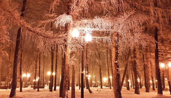Árvores de inverno no parque de Kharkiv - janeiro 2017 — Fotografia de Stock
