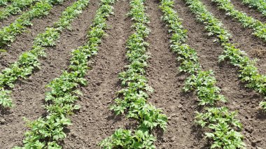 sebze - patates bitkilerin