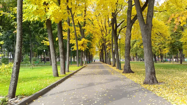 Gula träd under höstsäsongen i stadsparken - Kharkiv / Ukraina 2019 — Stockfoto