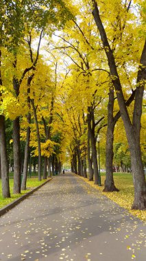 Şehir parkında sonbahar ağaçları - Kharkiv / Ukrayna 2019