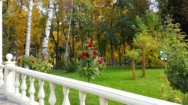 Bloemen en groene gele bomen in het herfststadspark - Kharkiv / Oekraïne 2019 — Stockfoto