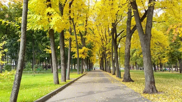 Gula träd i stadsparken - Kharkiv / Ukraina 2019 — Stockfoto