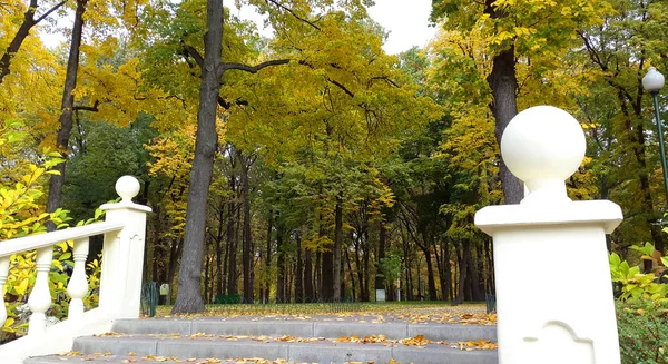 Gröna och gula träd i stadsparken - höst i Kharkiv / Ukraina 2019 — Stockfoto