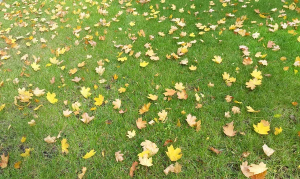 Maple leaves on green lawn - fall season — Stock Photo, Image